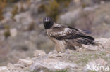 Lammergier (Gypaetus barbatus)