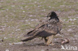 Lammergier (Gypaetus barbatus)