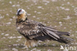 Lammergier (Gypaetus barbatus)