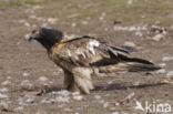 Lammergier (Gypaetus barbatus)