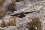 Vulture