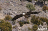 Lammergier (Gypaetus barbatus)