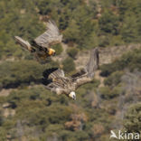 Lammergier (Gypaetus barbatus)