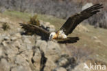 Lammergier (Gypaetus barbatus)