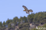 Lammergier (Gypaetus barbatus)