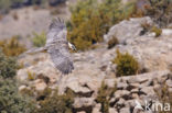 Lammergier (Gypaetus barbatus)