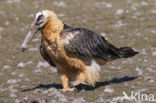 Lammergier (Gypaetus barbatus)