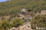 Lammergier (Gypaetus barbatus)