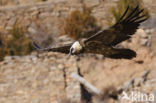 Lammergier (Gypaetus barbatus)