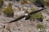 Lammergier (Gypaetus barbatus)