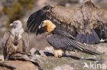 Lammergier (Gypaetus barbatus)