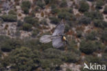 Lammergier (Gypaetus barbatus)