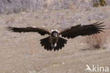 Lammergier (Gypaetus barbatus)