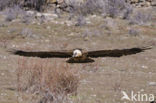 Lammergier (Gypaetus barbatus)