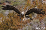 Lammergier (Gypaetus barbatus)