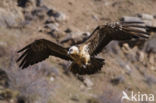 Lammergier (Gypaetus barbatus)