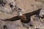 Lammergier (Gypaetus barbatus)