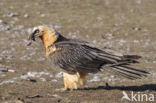 Lammergier (Gypaetus barbatus)