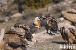 Lammergier (Gypaetus barbatus)