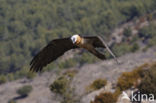 Lammergier (Gypaetus barbatus)