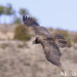 Lammergier (Gypaetus barbatus)