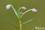 Bog-rosemary (Andromeda polifolia)