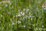 Bog-rosemary (Andromeda polifolia)