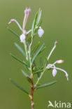 Bog-rosemary (Andromeda polifolia)