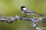 Matkop (Parus montanus)