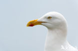 gull (Larus spec.)