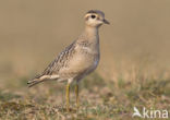 Eurasian Dotterel (Eudromias morinellus)