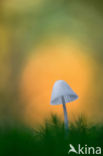 bonnet (Mycena spec.)