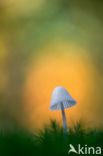 bonnet (Mycena spec.)