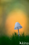 bonnet (Mycena spec.)