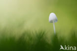 bonnet (Mycena spec.)