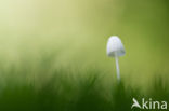 bonnet (Mycena spec.)