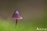 bonnet (Mycena spec.)