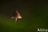 bonnet (Mycena spec.)