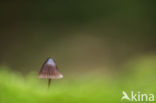 bonnet (Mycena spec.)