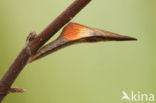 Orange-tip (Anthocharis cardamines)