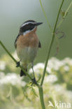 Whinchat (Saxicola rubetra)