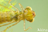 Migrant Hawker (Aeshna mixta)