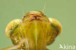Migrant Hawker (Aeshna mixta)