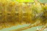 Migrant Hawker (Aeshna mixta)
