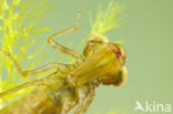 Paardenbijter (Aeshna mixta)