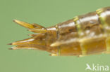 Migrant Hawker (Aeshna mixta)