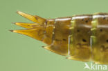 Migrant Hawker (Aeshna mixta)