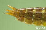 Migrant Hawker (Aeshna mixta)