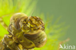 Migrant Hawker (Aeshna mixta)
