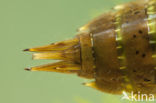 Migrant Hawker (Aeshna mixta)